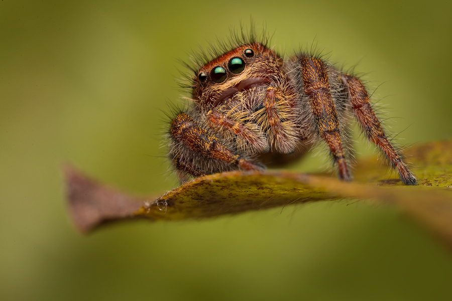 adult female-red form