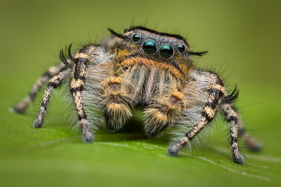 adult male