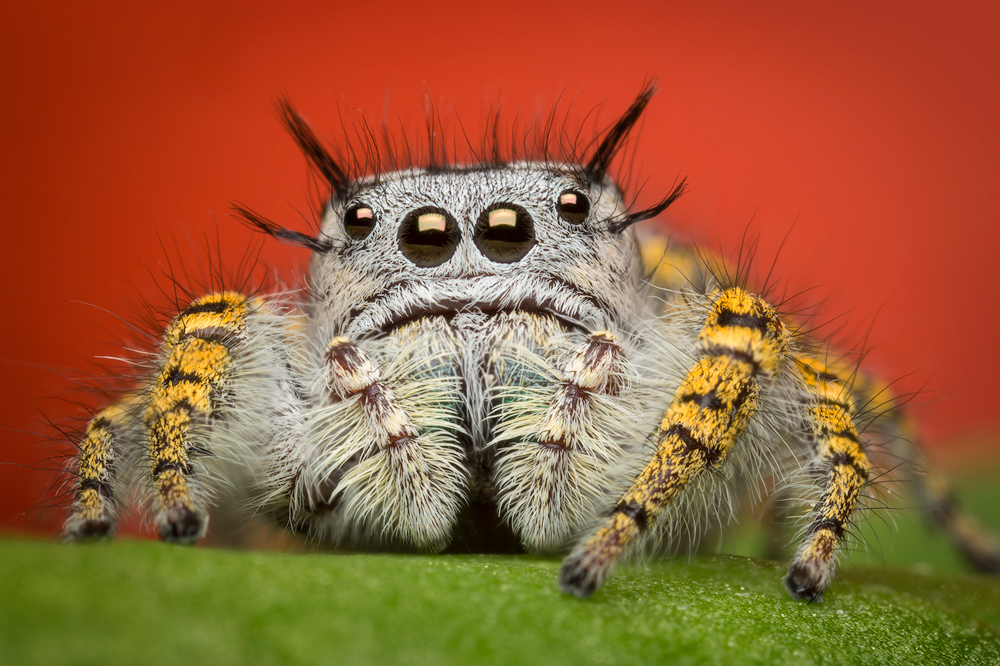 I became obsessed with these amazing creatures years ago and this is the Phid I have to thank for it. I saw an image of this...