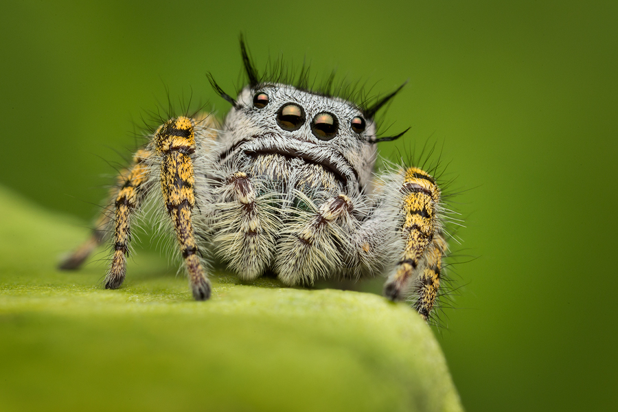 phidippus mystaceus, salticidae, jumping spider