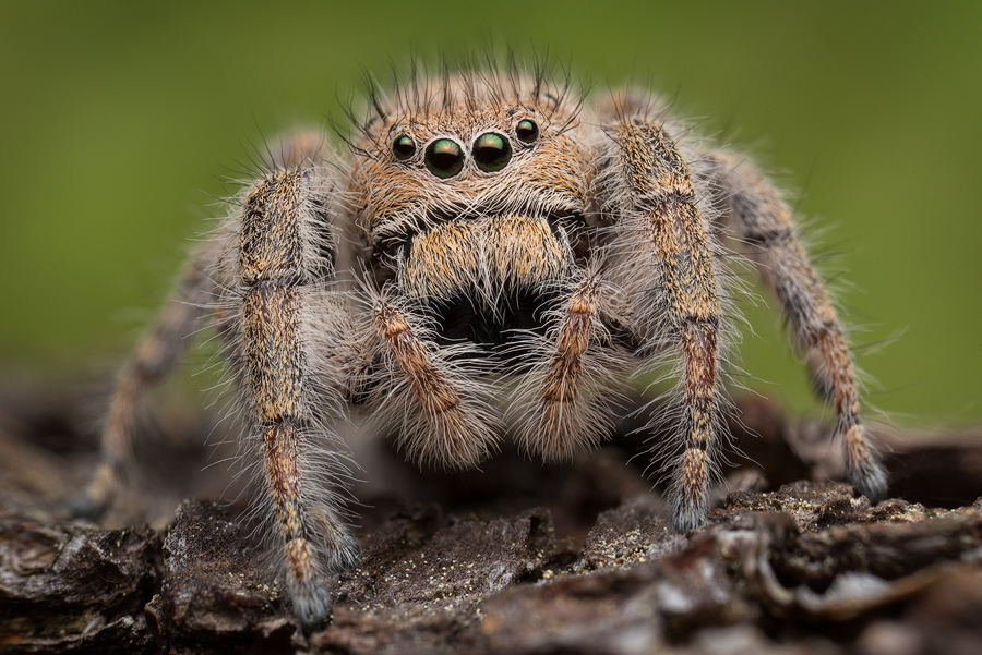 adult female