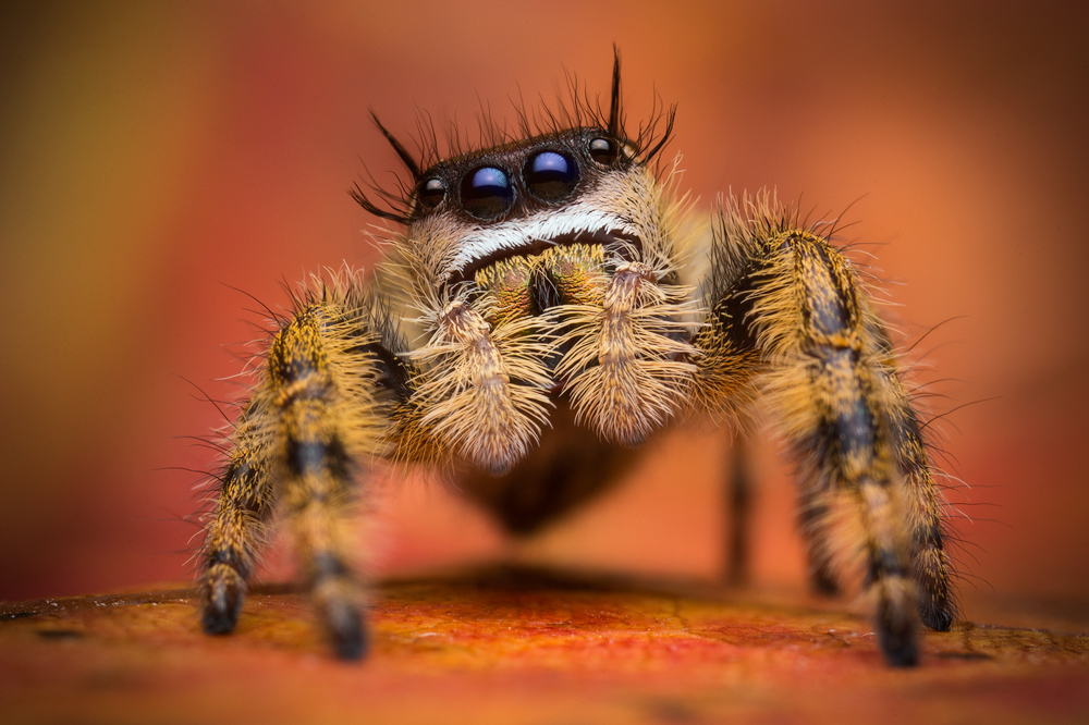 phidippus otiosus, canopy jumper, salticidae, jumping spider, georgia