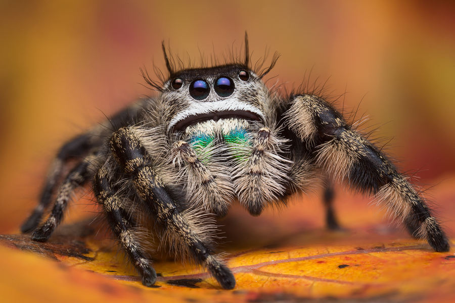 jumping spider, phidippus, salticidae, macro, patrick zephyr, spider, arachnid, phidippus otiosus