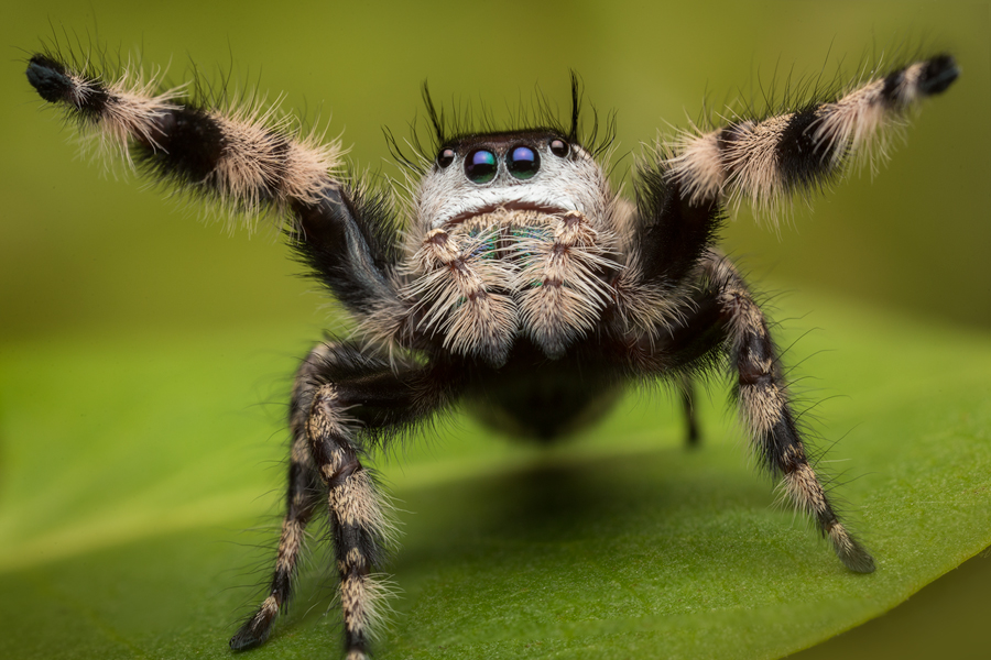 phidippus otiosus, female, canopy jumper, Georgia, salticidae,jumping spider