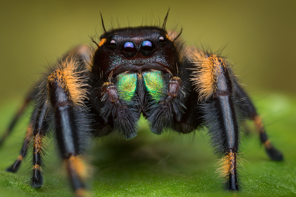 phidippus otiosus, salticidae, canopy jumper, Georgia, jumping spider