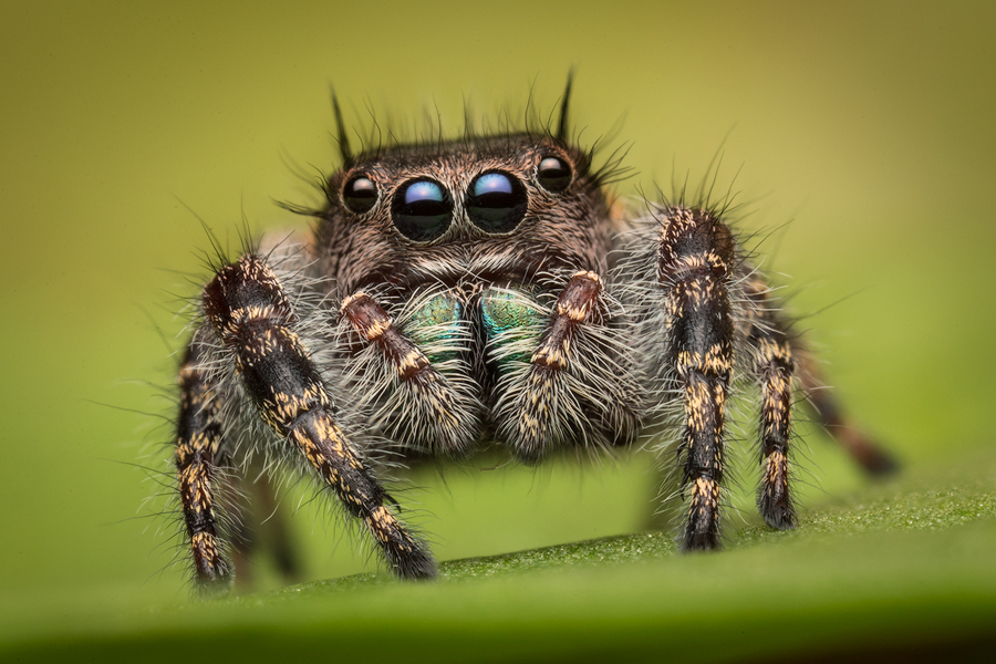 adult female