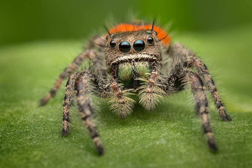 This beautiful Phidippus is found in North Florida and is closely related to the very common Phidippus princeps found here in...
