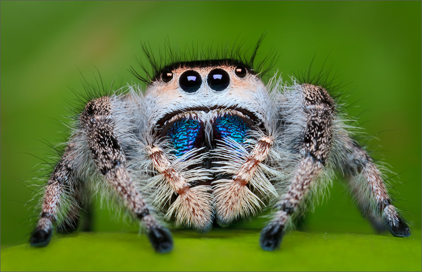 One of the largest jumping spiders in North America, Phiddipus regius. All the jumping spiders I've photographed to date have...