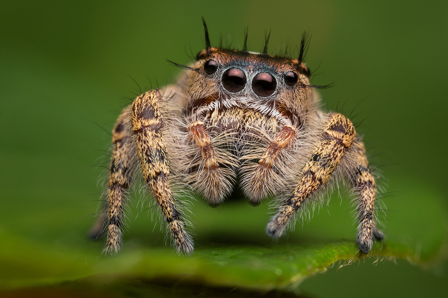 adult female