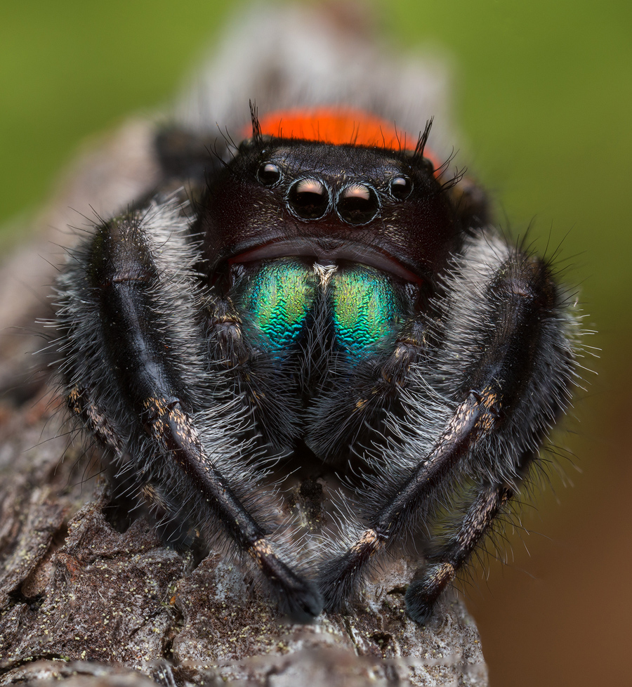 adult male