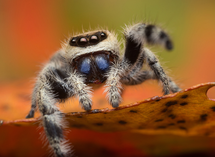 adult male