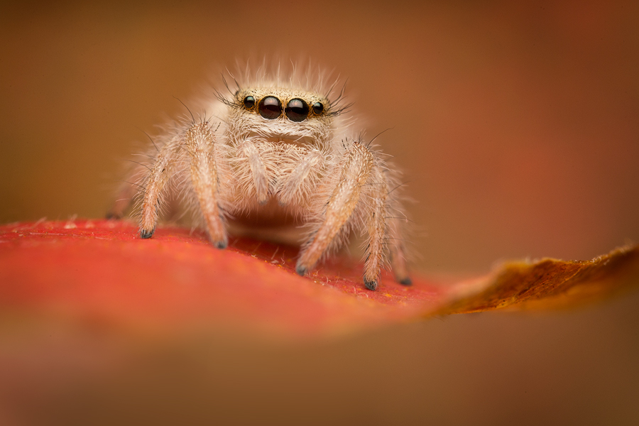 phidippus tux, salticidae, jumping spider, arizona