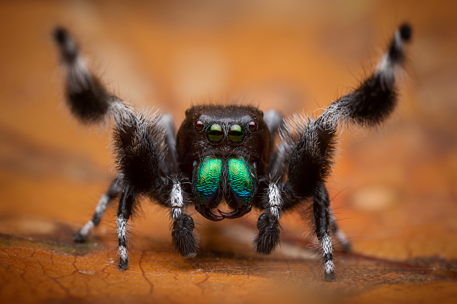 adult male- courtship