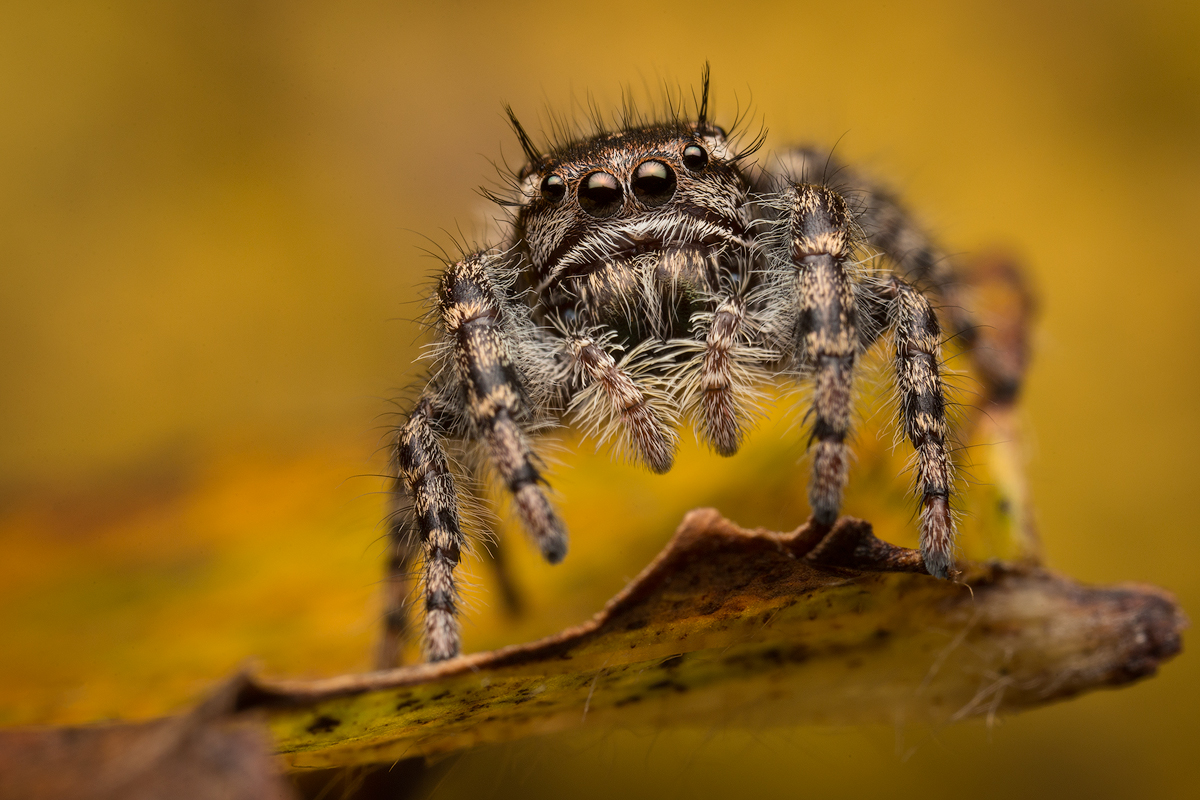 Mystaceus group-I found a couple of these awesome phidippus while one a quick adventure in southern Arizona this summer. I'll...