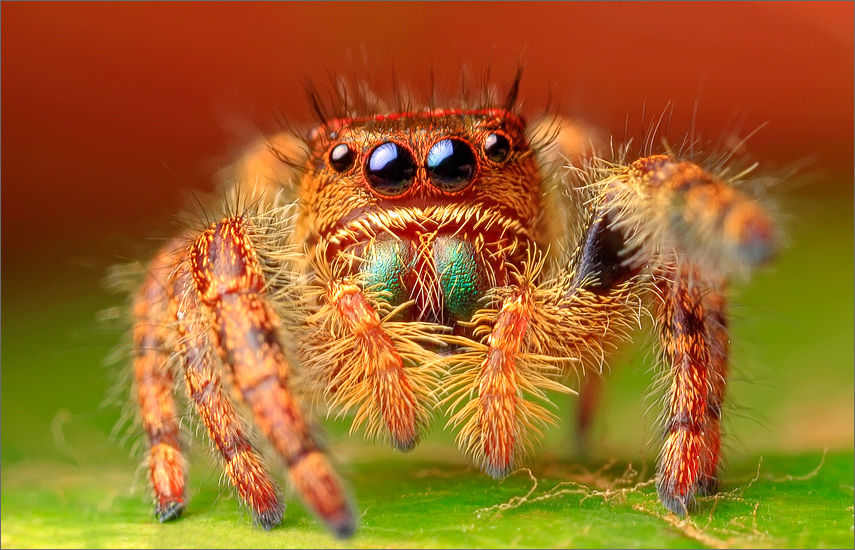 spider, jumping spider, arachnida, salticidae, insect, phidippus audax