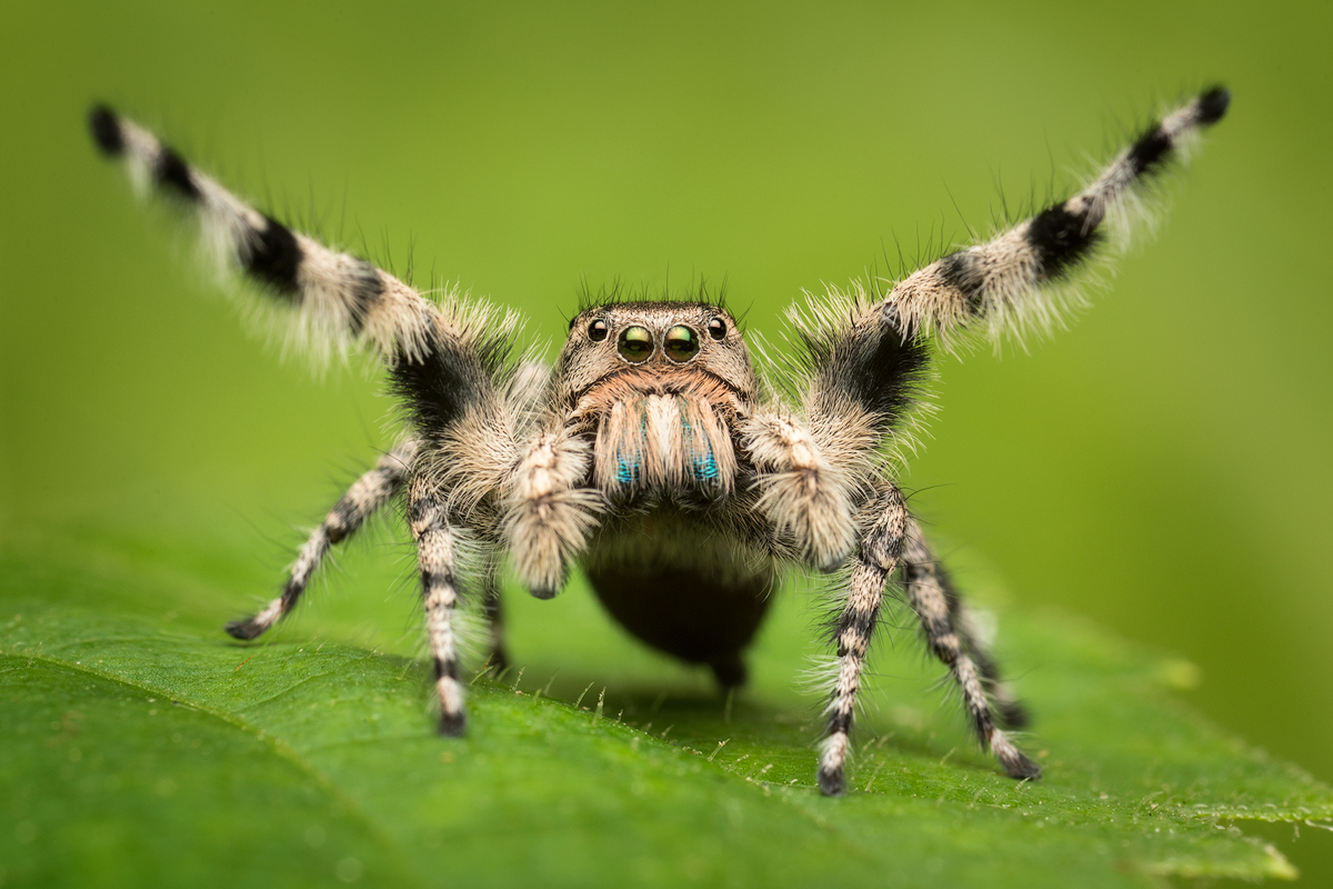 Insignarius group- This phidippus species is only found in Southern California. He is another that I raised from a juvenile so...