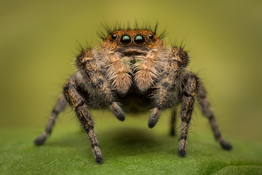 I thought maybe if I was extremely lucky I may someday have an opportunity to see and photograph this spectacular species. Thanks...