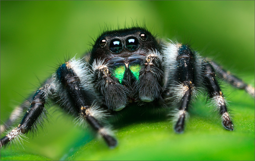 I had heard of and seen photographs of this unique audax form but never had I seen a spider in MA. It was on my list for this...