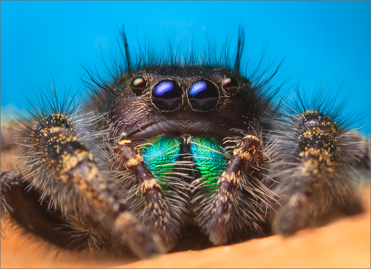 jumping spider, spider, arachnida, salticidae, insect, phidippus audax