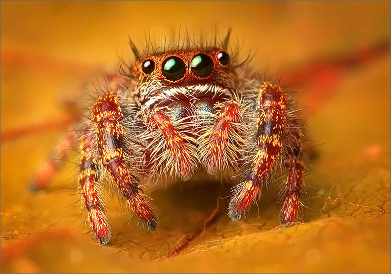 spider, jumping spider, arachnida, salticidae, insect, phidippus audax