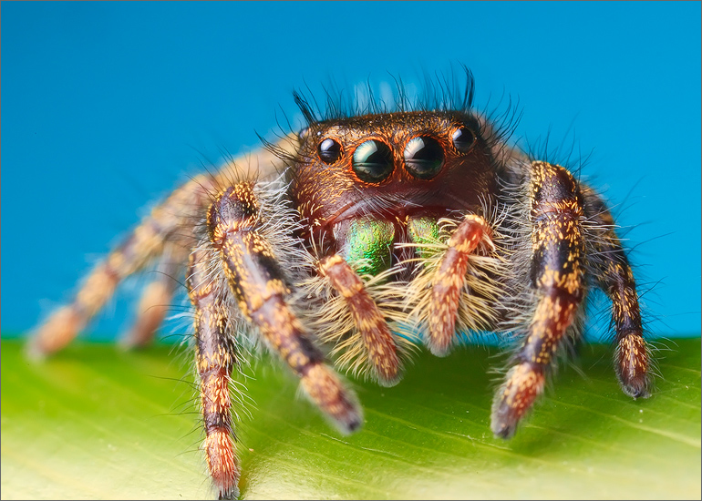 jumping spider, spider, arachnida, salticidae, insect, phidippus audax