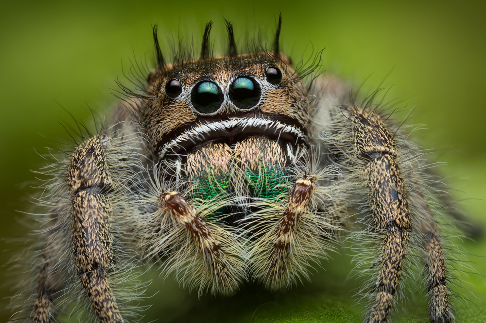 phidippus bidentatus, salticidae, jumping spider, belize