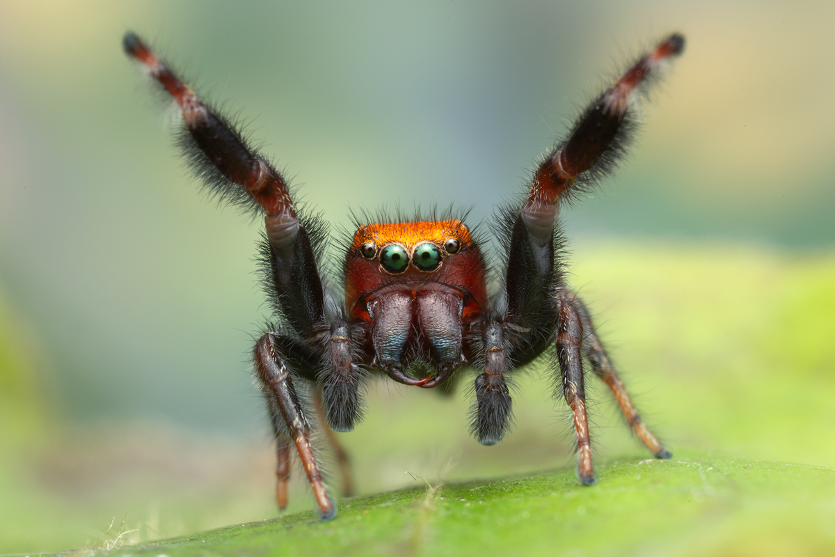 adult male courtship
