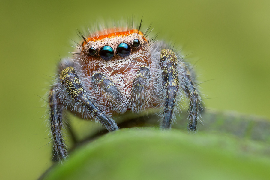 penultimate male