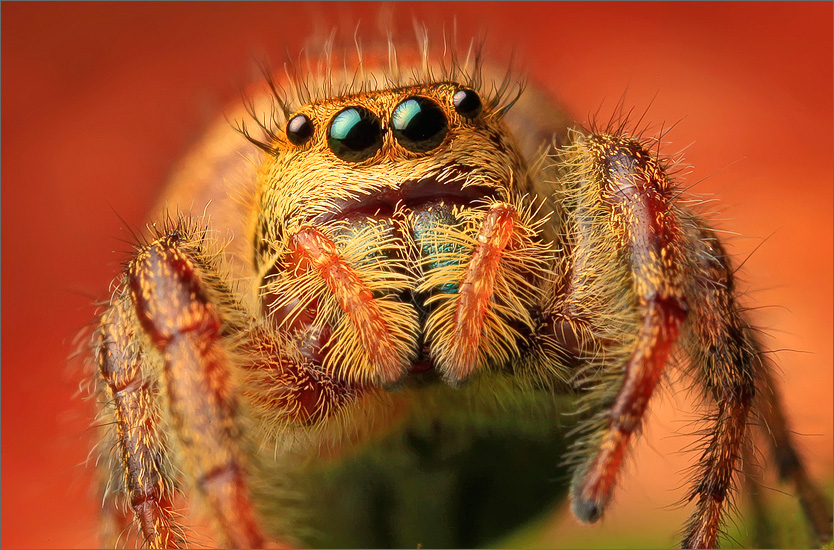 Phidippus clarus matures in mid summer and if you search a meadow on a sunny summer day you may find lots of this large jumper...