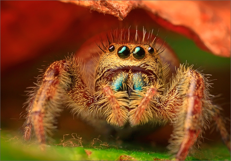 spider, jumping spider, arachnida, salticidae, insect, phidippus clarus