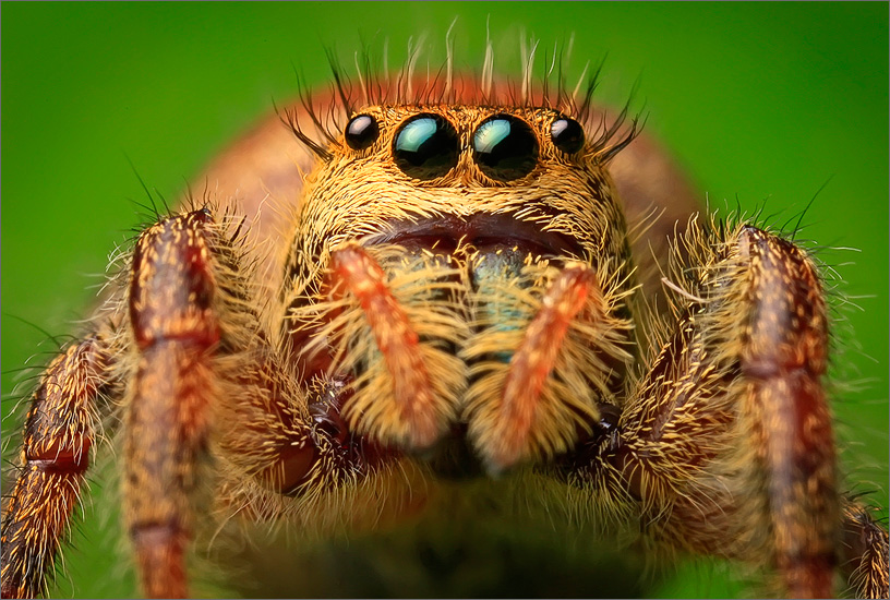 spider, jumping spider, arachnida, salticidae, insect, phidippus clarus