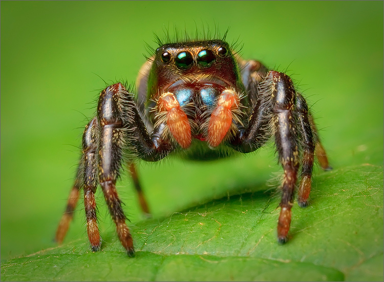 spider, jumping spider, arachnida, salticidae, insect, phidippus clarus