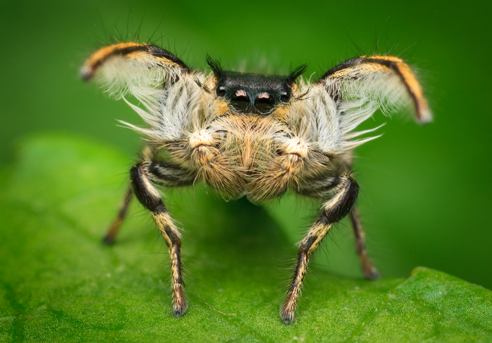 This amazing jumper is native to Massachusetts . This is a male preforming his courtship dance for an unwelcoming female that...