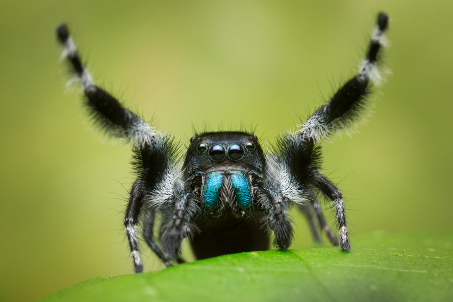 phidippus johnsoni, salticidae, jumping spider, patrick zephyr, macro photography