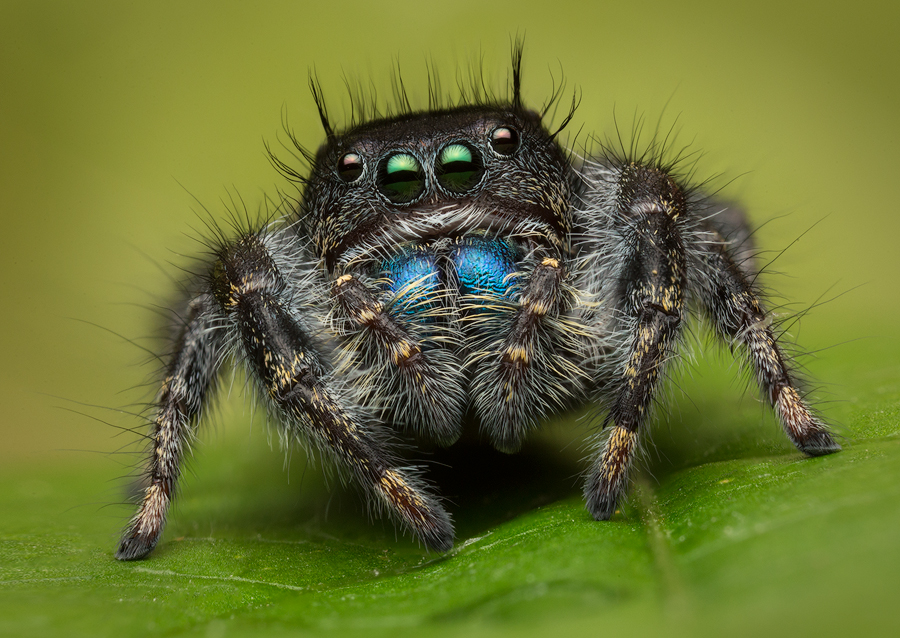 jumping spider, phidippus, salticidae, macro, patrick zephyr, spider, arachnid, phidippus johnsoni