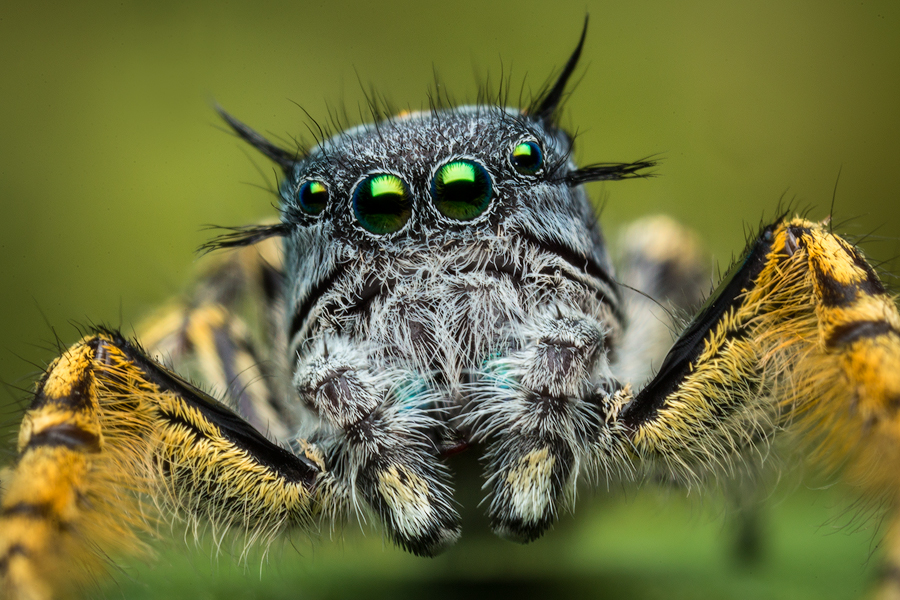 adult male