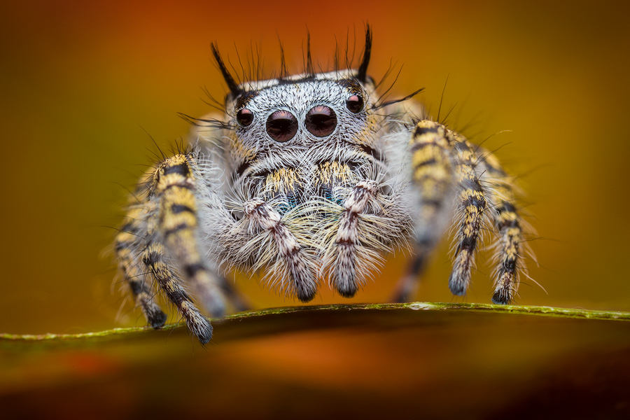 adult female