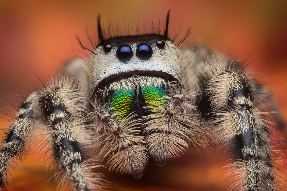 A close relative of Phidippus regius that is arboreal.