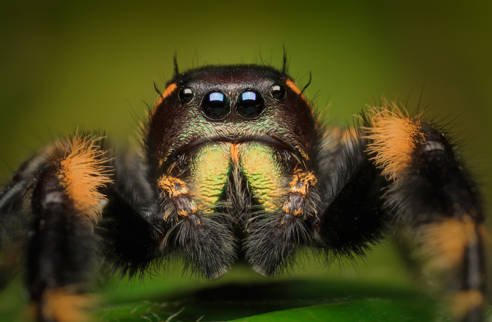 Wow!! What a crazy cool jumper!!! I photographed an adult female of this species about a month ago and she was also amazing beautiful...