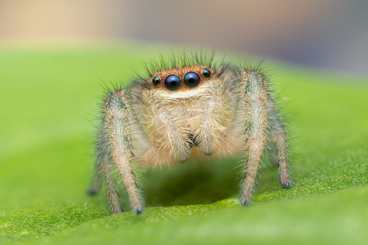 juvenile female