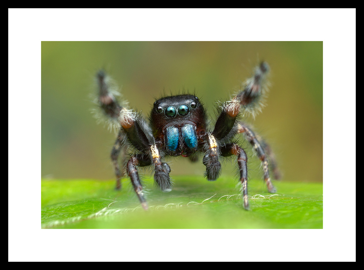 MATTED AND FRAMED PRINT - BLACK FRAME print preview