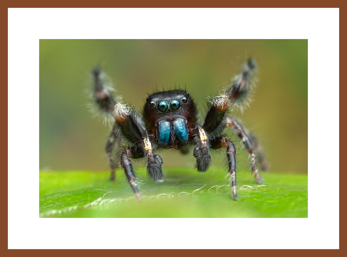 MATTED AND FRAMED PRINT - CHERRY FRAME print preview