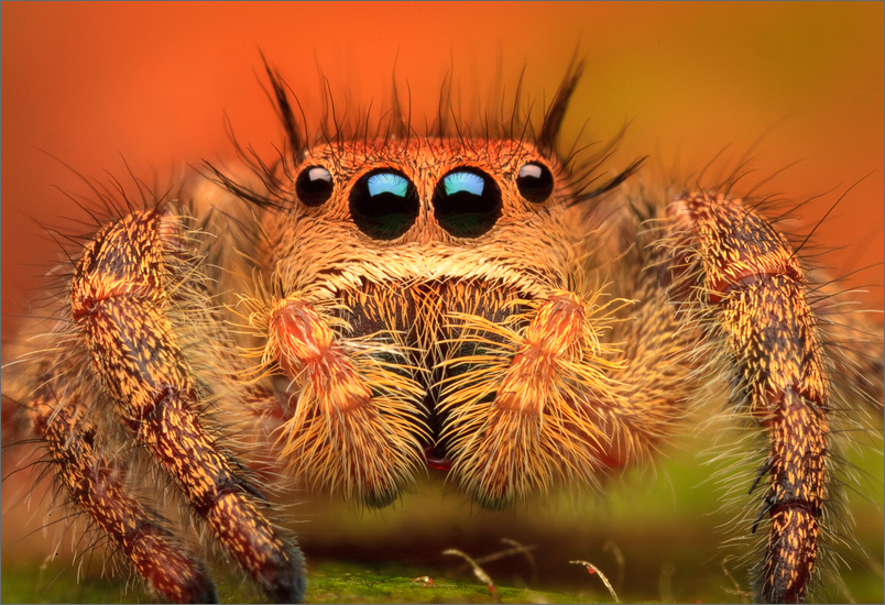 I found so many of these orange form phidippus princeps subadults last fall. I'm looking forward to checking that location for...