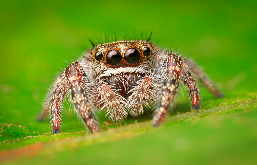spider, jumping spider, arachnida, salticidae, insect, phidippus purpuratus