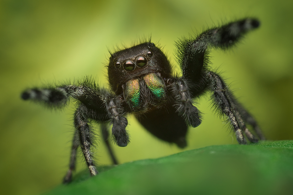 I have been finding early instar Phidippus purpuratus for many years but could never seem to locate the adults until this spring...