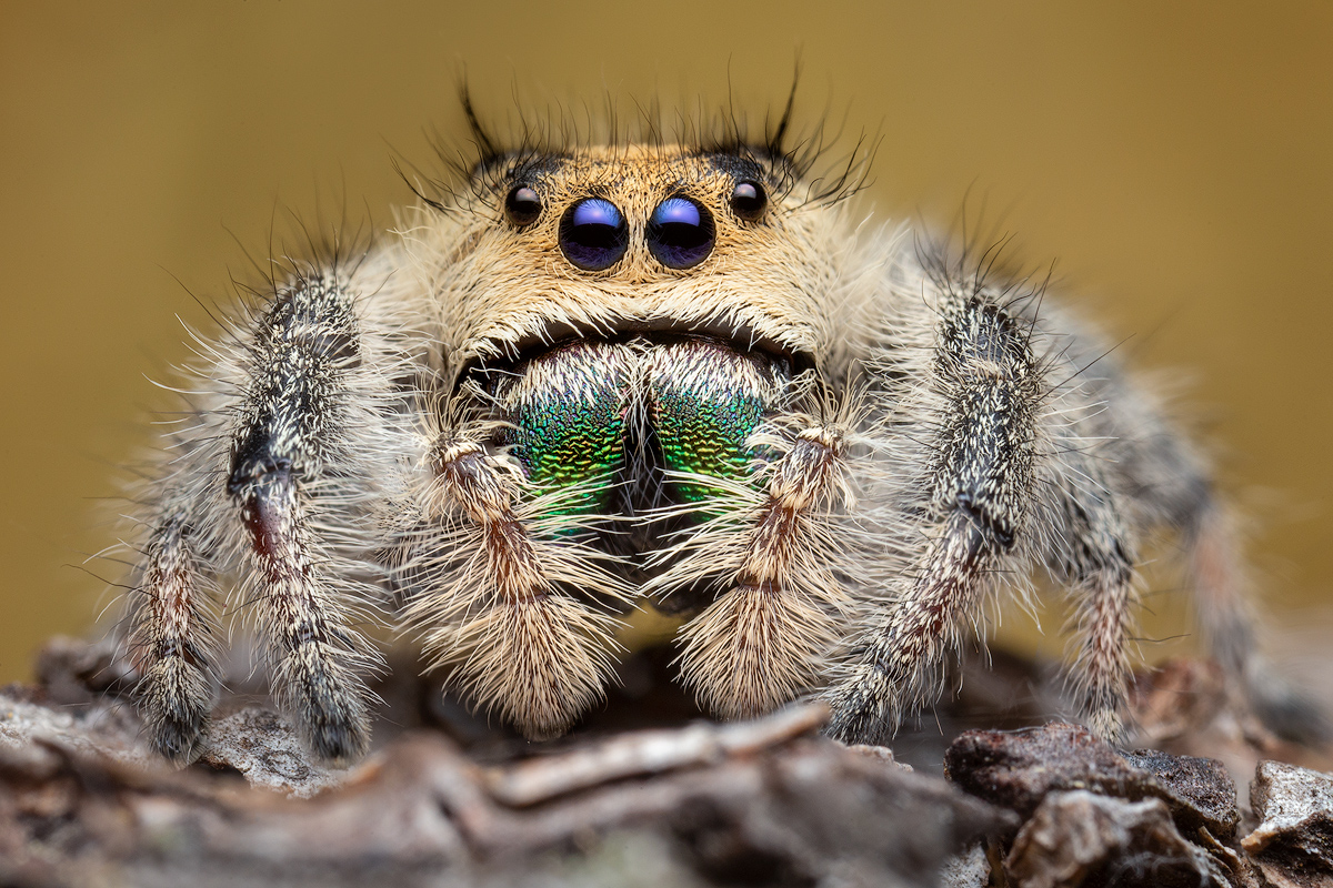 adult female