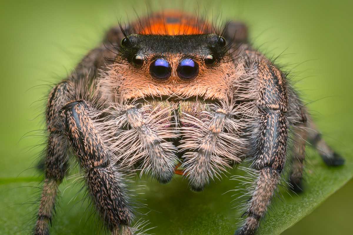 adult female