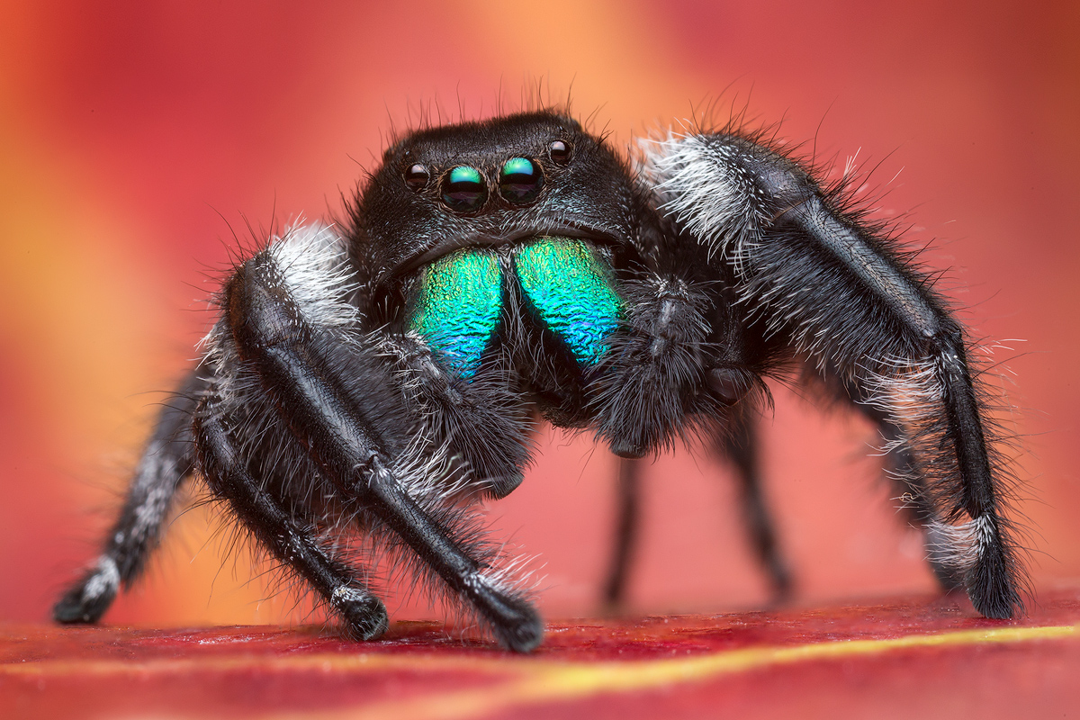 adult male