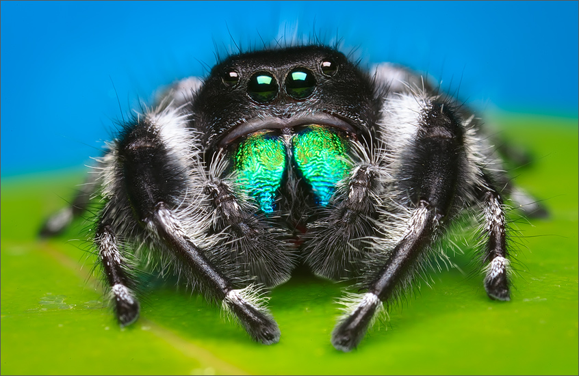 Florida-One of the largest jumping spiders in North America, Phiddipus regius. All the jumping spiders I've photographed to date...