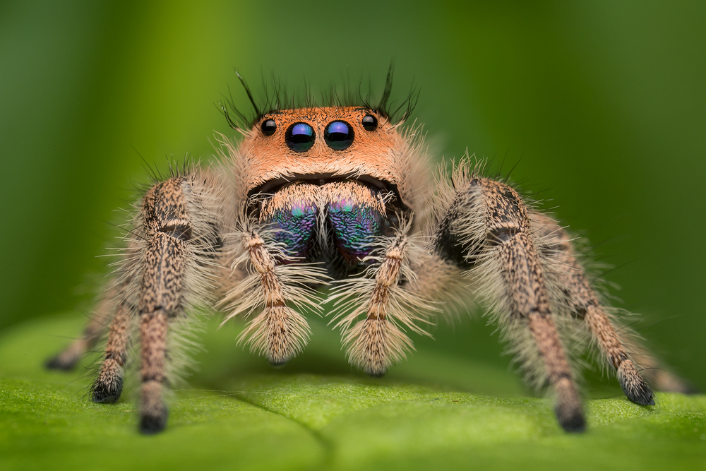 jumping spider, phidippus, salticidae, macro, patrick zephyr, spider, arachnid, phidippus regius